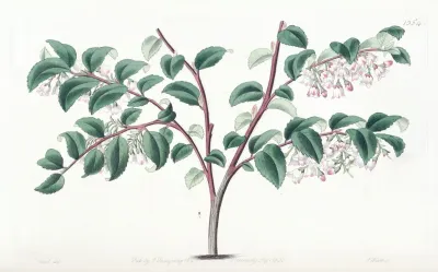 Ovate Leaved Bilberry