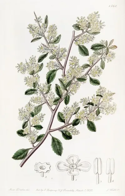 Ovate Leaved Duvaua