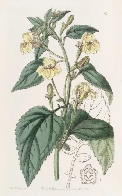 Ovate Leaved Goodenia
