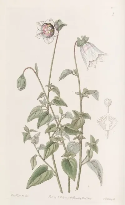Ovate Pouchbell
