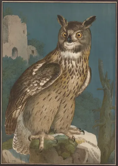Owl 3