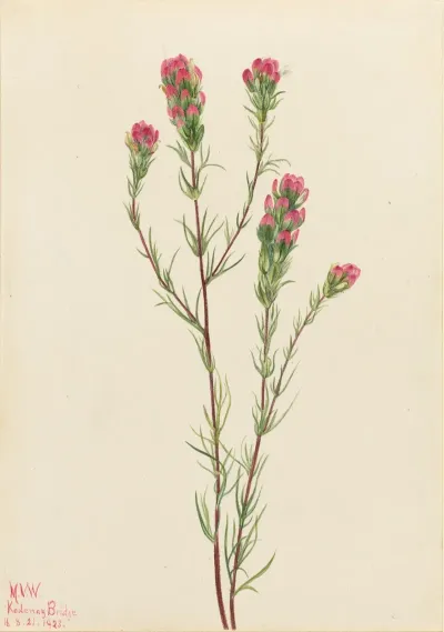 Owl Clover Orthocarpus Tenuifolius 2