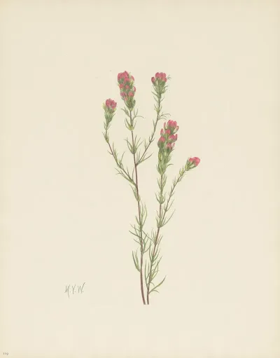Owl Clover Orthocarpus Tenuifolius 3