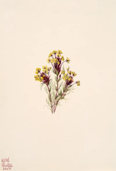 Owls Clover Orthocarpus Erianthus