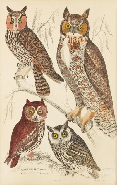 Owls