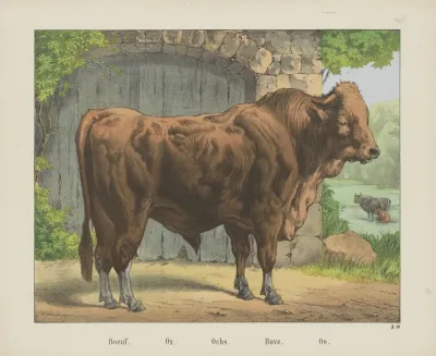 Ox 2