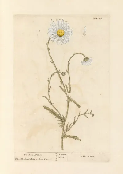 Ox Eye Daisy