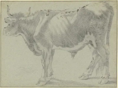 Ox Looking To The Left