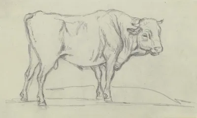 Ox To The Right