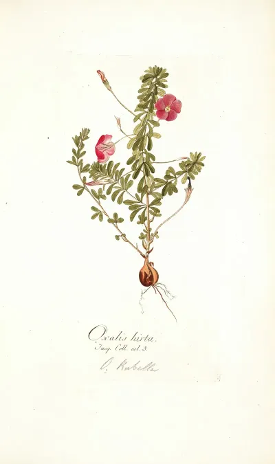 Oxalis Hirta