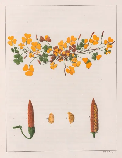 Oxalis Repens
