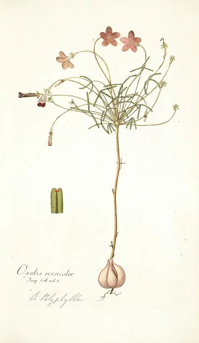 Oxalis Versicolor