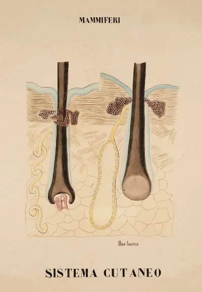 Oxs Integument Hair Follicles And Associated Glands