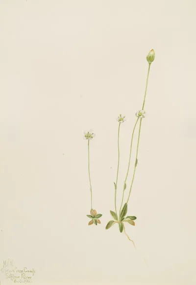 Oxytropis Aepicola