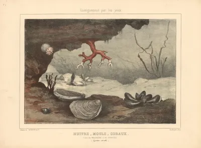 Oysters Mussels Corals