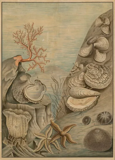 Oysters Sea Urchins Corals And Starfish