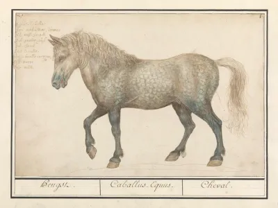Paard Equus Ferus Caballus Hengst Caballus Equus Cheval