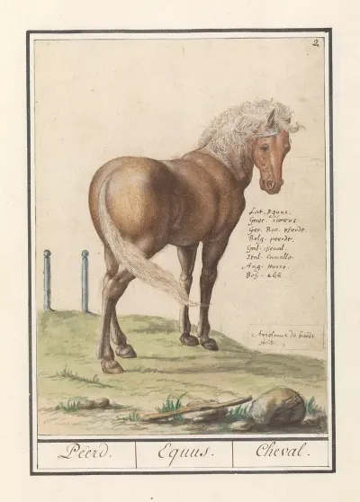 Paard Equus Ferus Caballus Peerd Equus Cheval