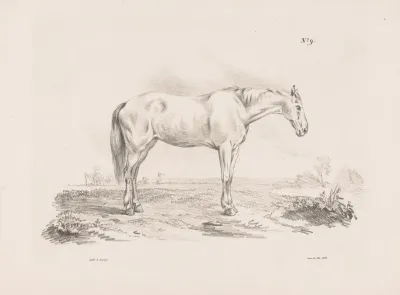 Paard In Een Weiland 2