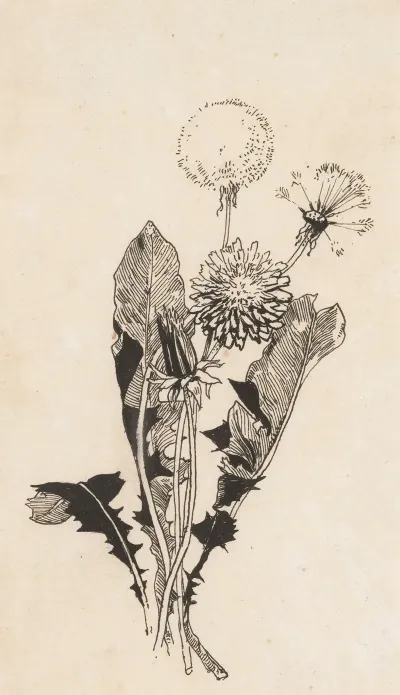 Paardenbloem