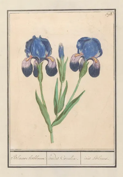 Paarse Iris Iris Germanica Blauwe Lisbloeme Irides Coeruleae Iris Bleues