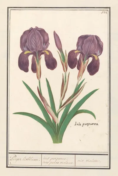 Paarse Iris Iris Germanica Puper Lisbloeme Iris Purpurea Iris Parva Violacea Iris Violette