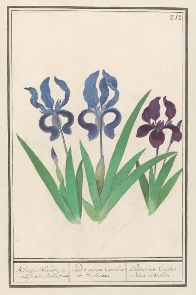 Paarse Iris Iris Germanica