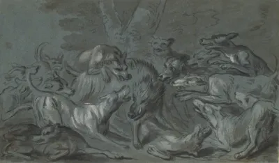 Pack Of Dogs Attacking A Wild Boar