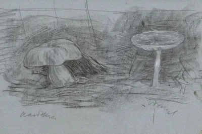 Paddenstoelen 2