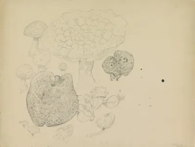 Paddestoelen