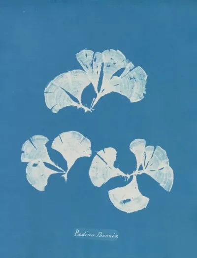 Padina Pavonia