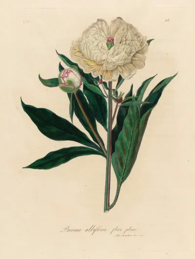 Paeonia Albiflora Flore Pleno