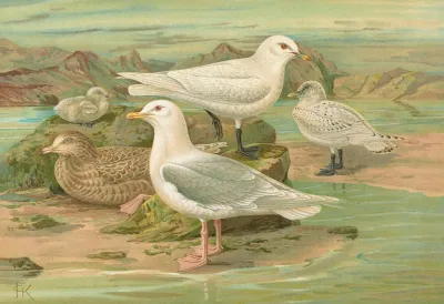 Pagophila Eburnea Phipps Larus Leucopterus Faber