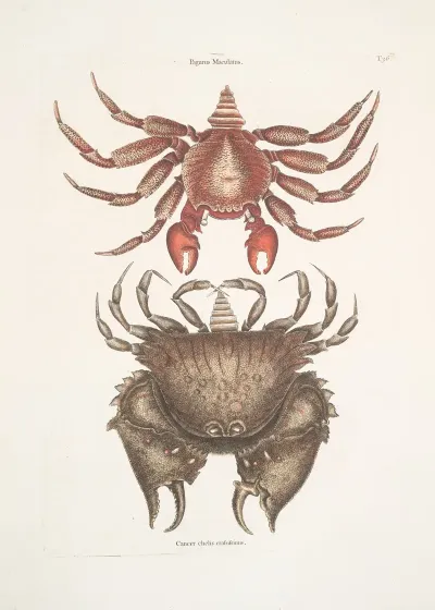 Pagurus Maculatus The Res Mottled Rosk Crab Cancer Chelis Crassissimis The Rough Shelld Crab