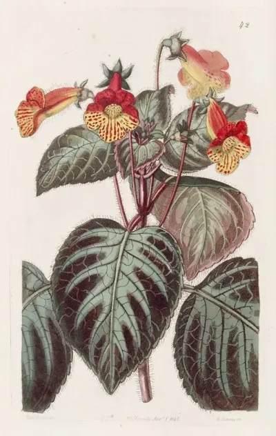 Painted Achimenes