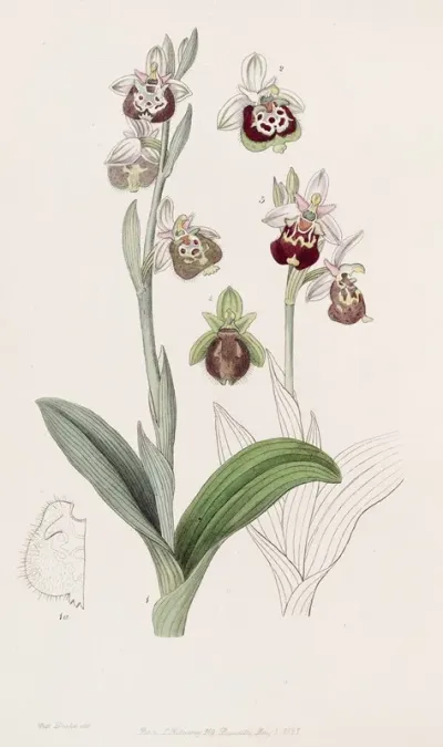 Painted Lipped Ophrys