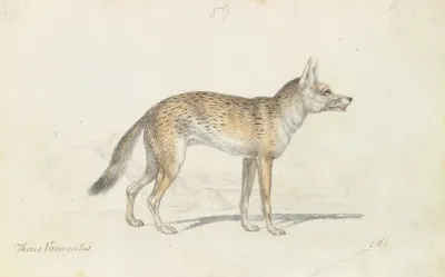 Painted Thous Dog