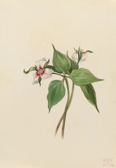Painted Trillium Trillium Undulatum 2