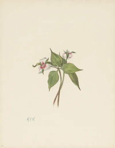 Painted Trillium Trillium Undulatum 3
