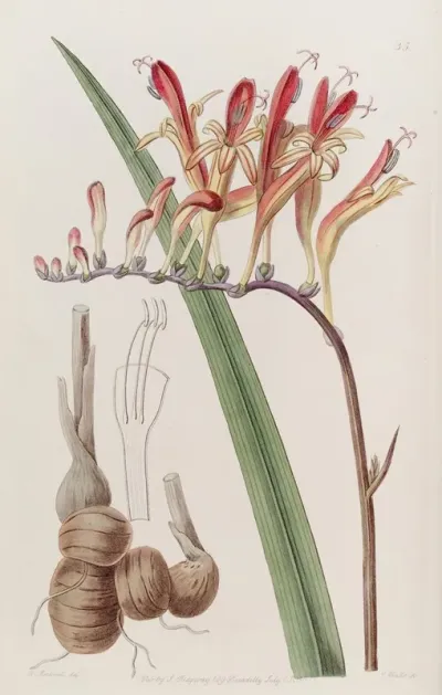 Painted Tritonia