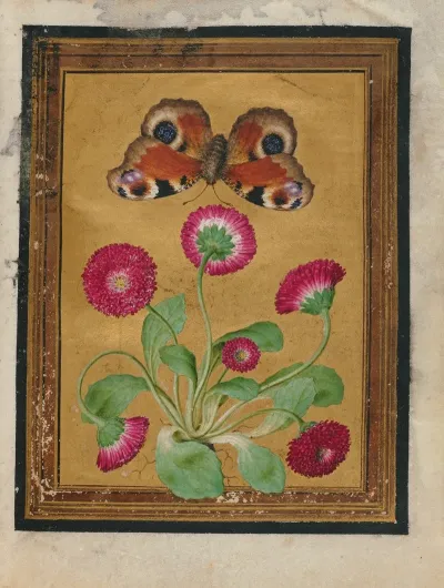Paintings Of Flowers Butterflies And Insects Pl 1
