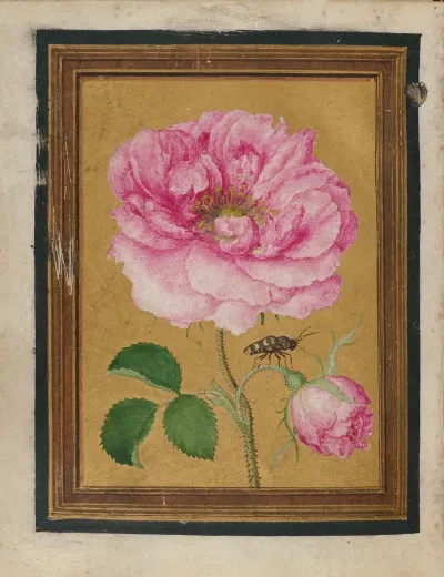 Paintings Of Flowers Butterflies And Insects Pl 6