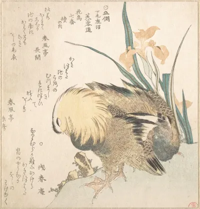 Pair Of Mandarin Ducks And Iris Flowers