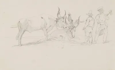 Pair Of Oxen In A Harness And Two Men