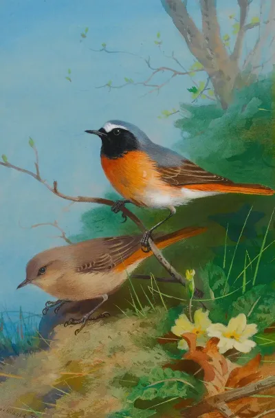 Pair Of Redstarts