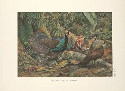 Palawan Peacock Pheasant Polyplectron Napoleonis