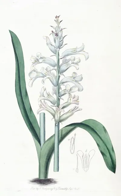 Pale Blue Flowered Lachenalia