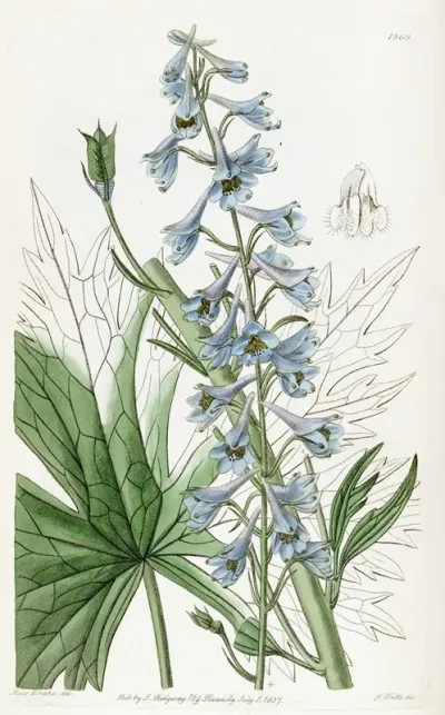 Pale Blue Variable Larkspur