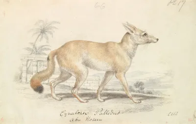 Pale Dog Fox