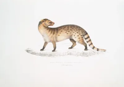 Pale Genet Viverra Pallida